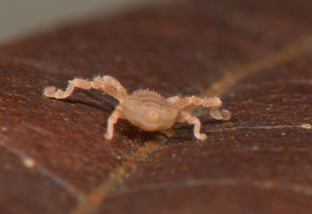 Media type: image;   Invertebrate Zoology 136532